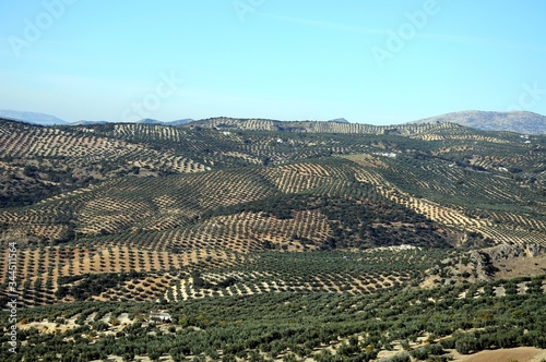 Elevated view across olive groves and the countryside, Algarinejo, Andalusia, Spain. photo