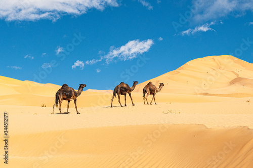 Group of dromedaries in the Omani Rub al-Chali Desert