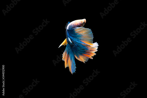 Swimming Action of Betta, Siamese fighting fish, Colorful Betta, pla-kad (biting fish) Thai; Halfmoon blue and orange betta isolated on black background photo