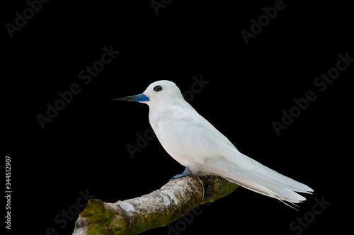 White stern, Gygis alba, a small seabird found across the tropical oceans of the world, known as the fairy tern, angel tern and white noddy in English and manu-o-Kū in Hawaiian. photo