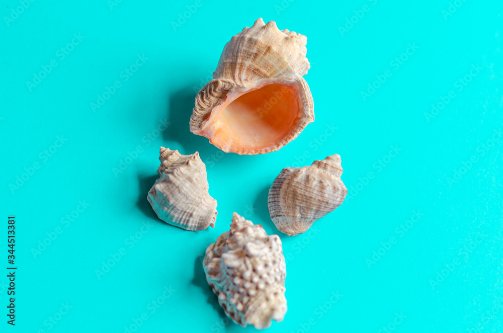 Sea shells on a pastel blue background. Summer concept, tourism, flat lay, copy space, top view. Sea shells on a pastel blue background. Summer concept, tourism, flat lay, copy space, top view.