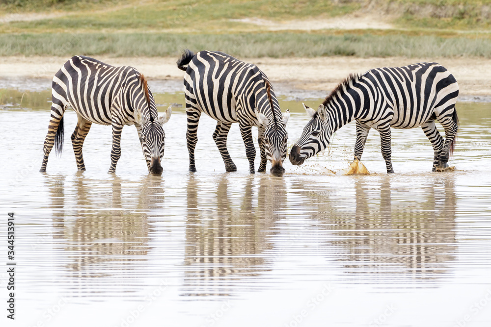 Common or Plains Zebra (Equus quagga) drinking water with reflection, Ngorongoro crater national park, Tanzania Common or Plains Zebra (Equus quagga) drinking water with reflection, Ngorongoro crater national park, Tanzania
