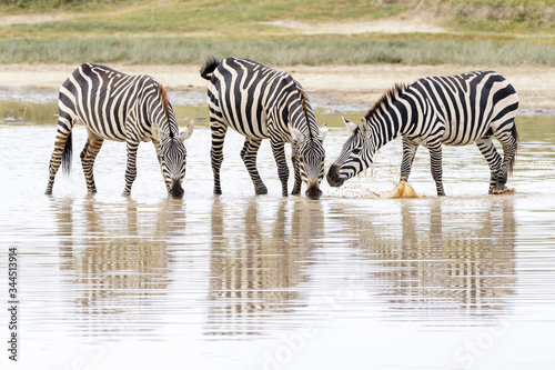 Common or Plains Zebra  Equus quagga  drinking water with reflection  Ngorongoro crater national park  Tanzania