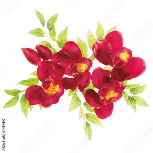 flower isolated