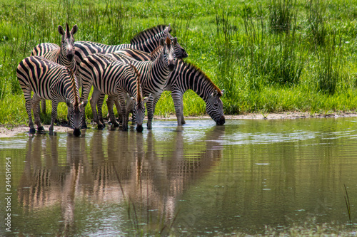 pack of zebras drinking from a lake