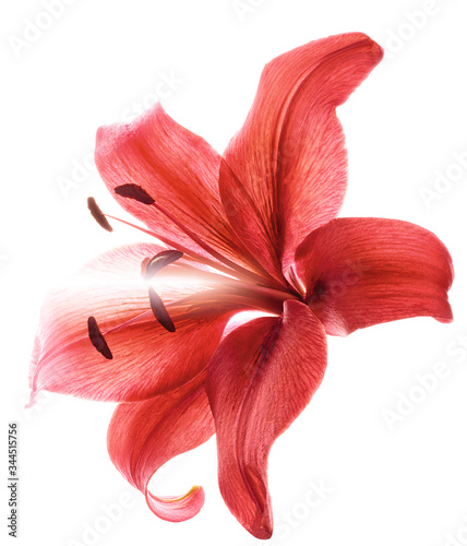 flower isolated