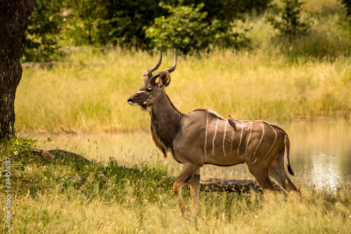 wildebeest in the savannah