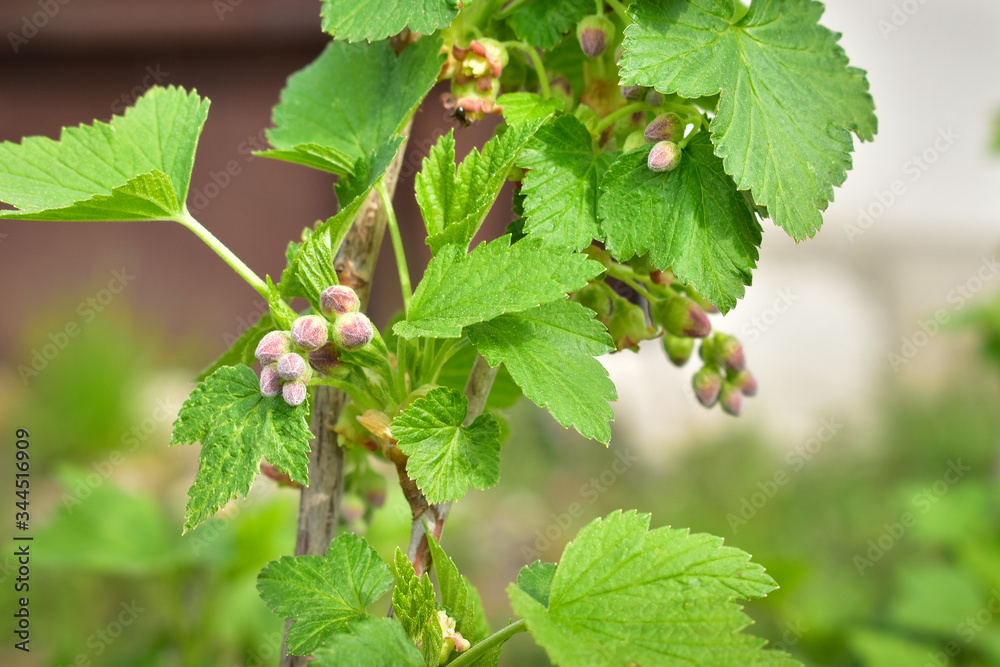 Black currant leaves with flowers spring close up Black currant leaves with flowers spring close up