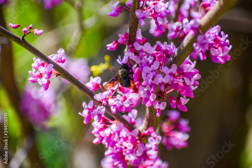 Beautiful colorful flowers in the garden.