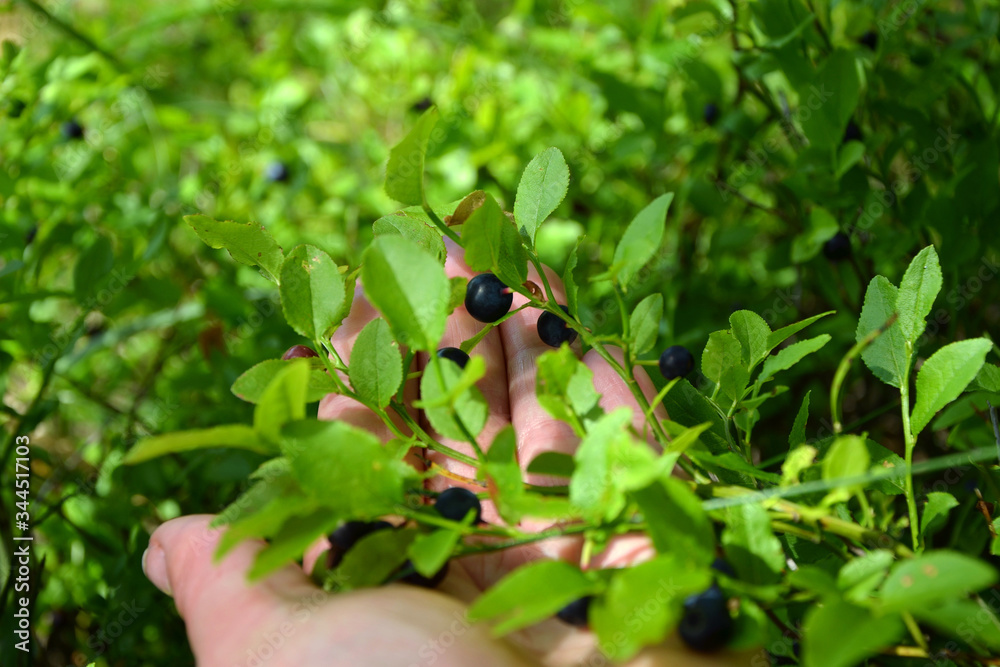 blueberry branch and berries on hand blueberry branch and berries on hand