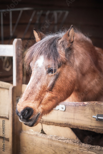 Close up of beautiful brown horse standing alone in barn © guruXOX