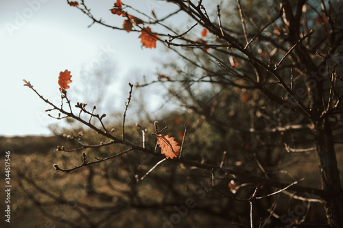 lonely autumn leafs on the branches of a tree