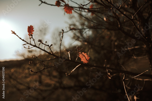 lonely autumn leafs on the branches of a tree