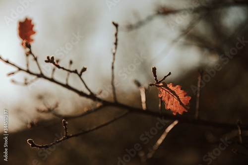 lonely autumn leafs on the branches of a tree