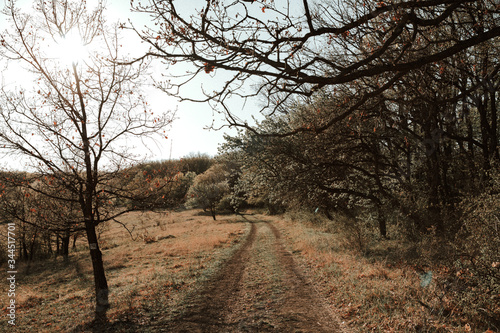 trees in the morning