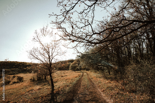 road in the autumn
