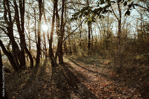 Autumn footpath in the woods