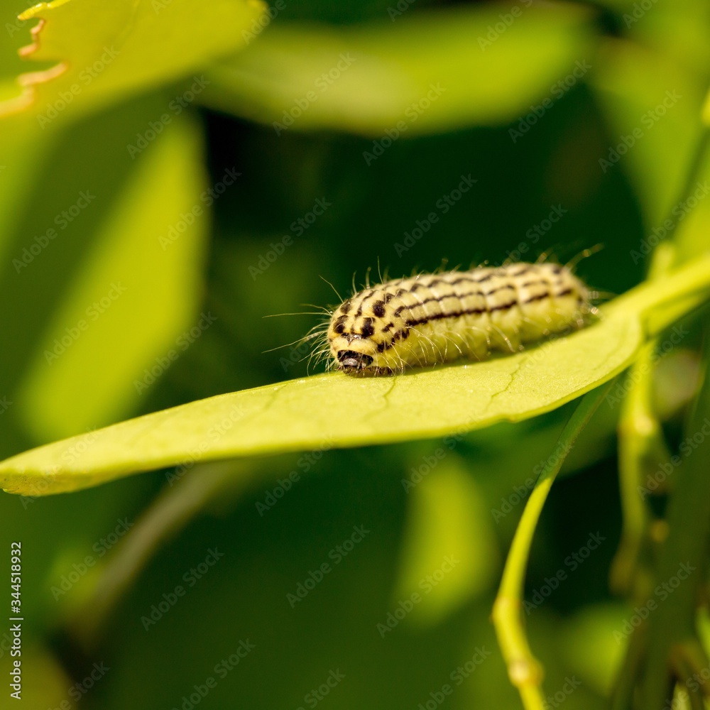 Fototapeta premium White caterpillar walking along a lush green leaf.