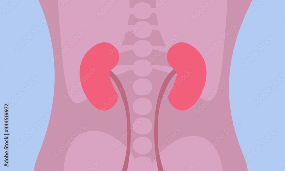 Kidneys human organs illustration (image showing human anatomy)