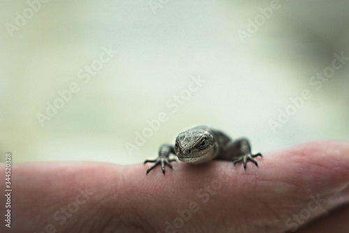 Little lizard's face close up. Small reptilia sitting on the hand