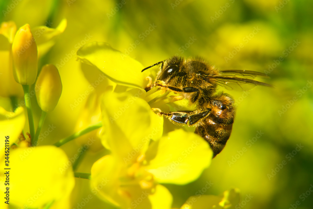 bee in yellow rapeseed field bee in yellow rapeseed field