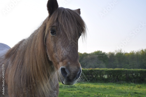 Pony with long mane