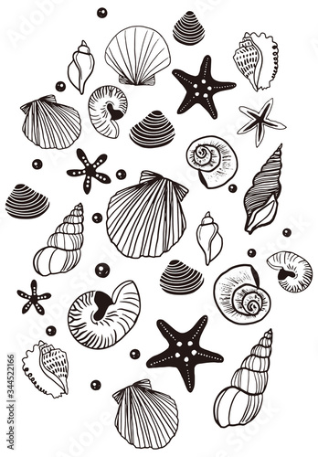 海の貝殻の線画イラスト
