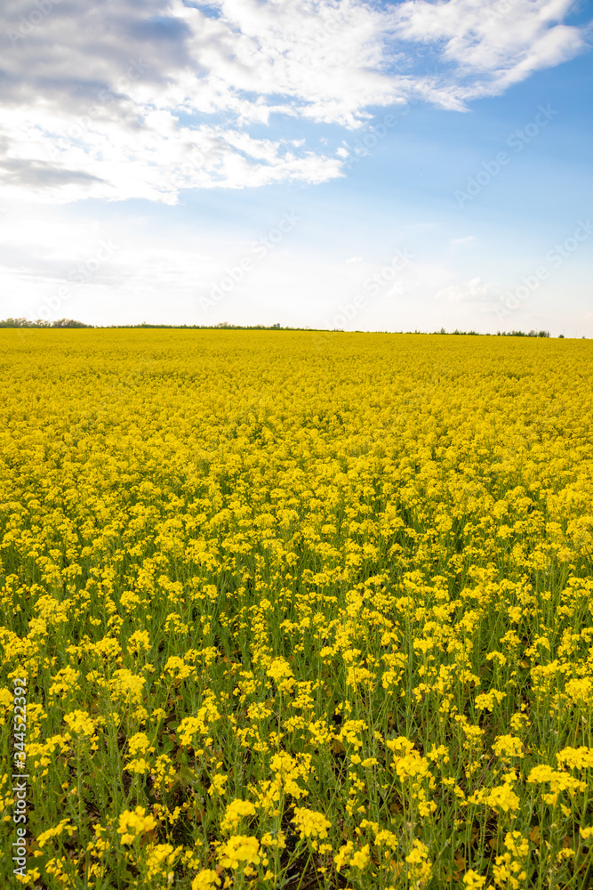 Rapeseed field with blue sky and clouds in summer