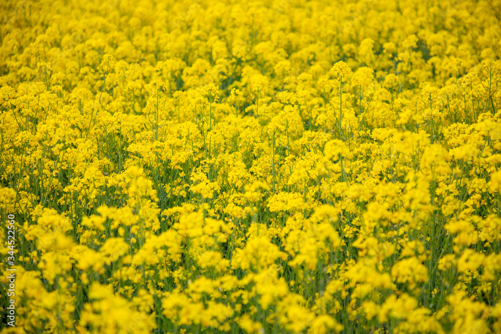 Rapeseed field in summer as nature background Rapeseed field in summer as nature background