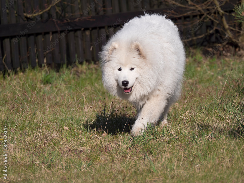 young Samoyed dog with white fluffy coat and tongue sticking out walking on the green grass garden. Cute happy Russian Bjelkier dog is a breed of large herding dogs.