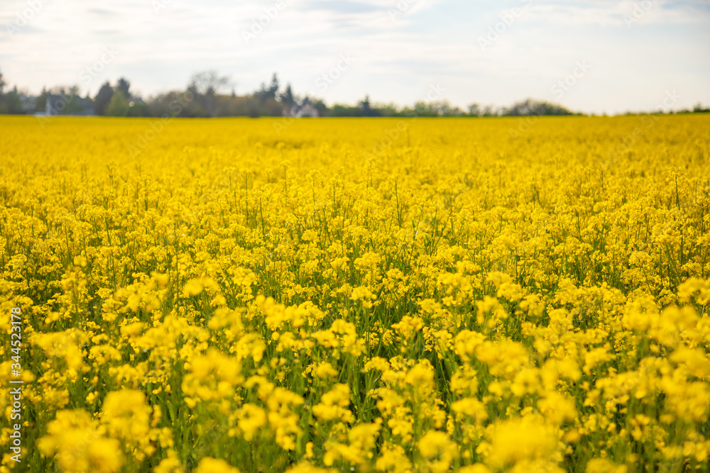 Rapeseed field with blue sky and clouds in summer