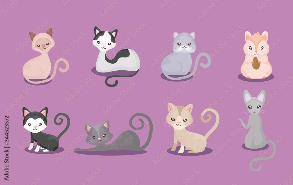 set of cutes cats, feline domestic