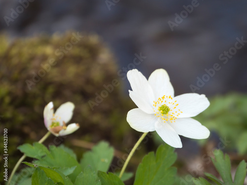 close up macro of beautiful perfect white wood anemone flower  Anemone nemorosa  selective focus  bokeh  spring floral background