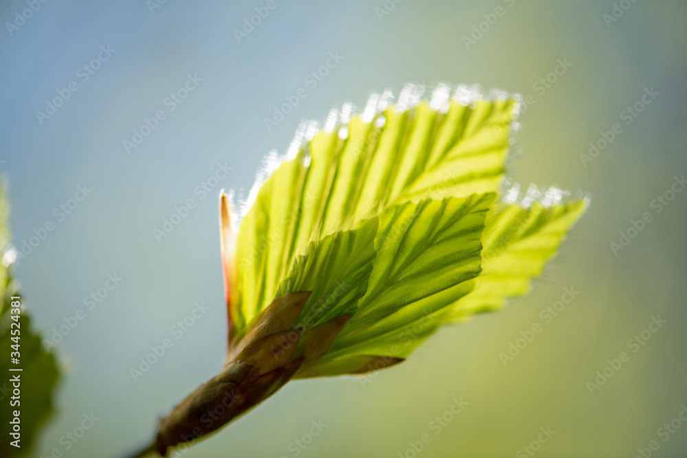 Naturerwachen im Frühling, zarte Buchenblätter leuchten in hellem Grün im Sonnen Gegenlicht. Naturerwachen im Frühling, zarte Buchenblätter leuchten in hellem Grün im Sonnen Gegenlicht.