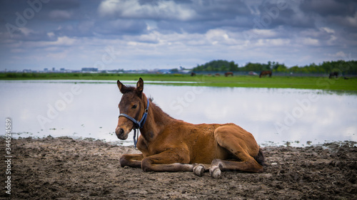 Młody koń odpoczywa