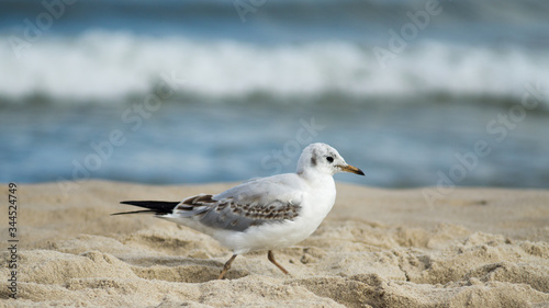 Spacer mewy po plaży © Pawe