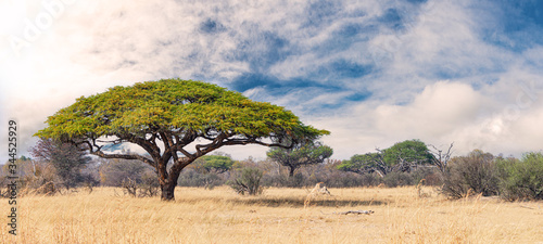African landscape in the Hwange National Park, Zimbabwe photo