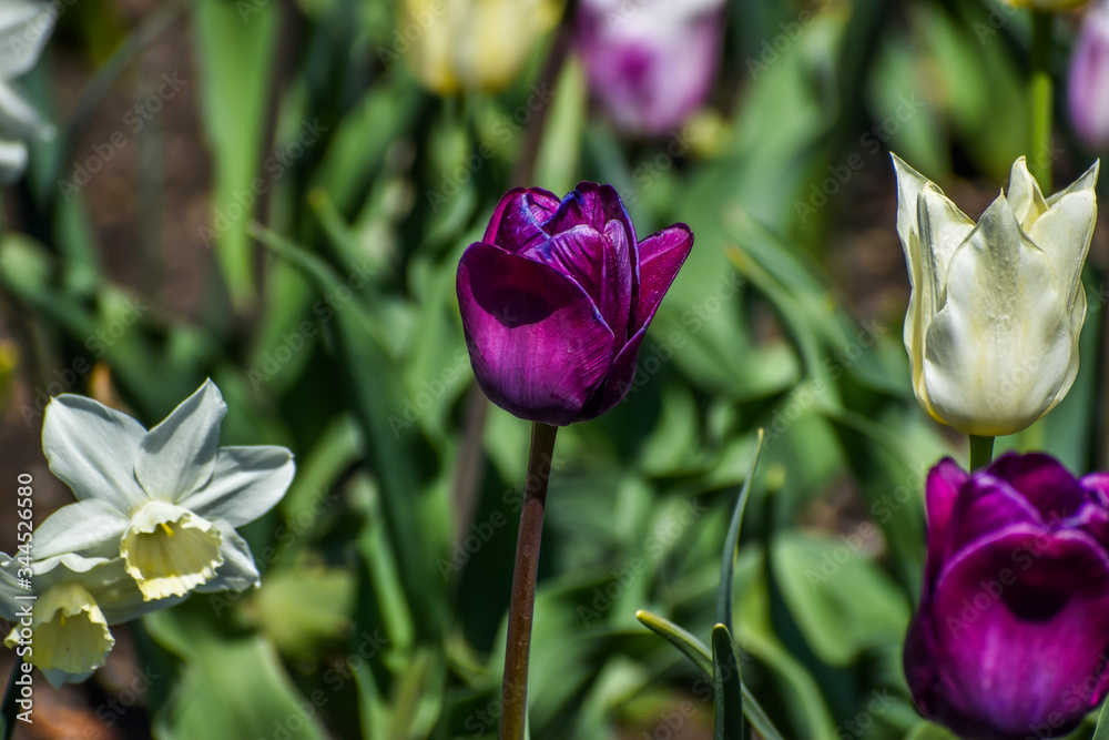 Beautiful colorful flowers in the garden. Beautiful colorful flowers in the garden.