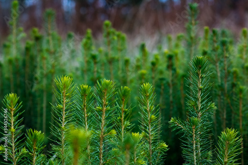spruce plantation with blurry background