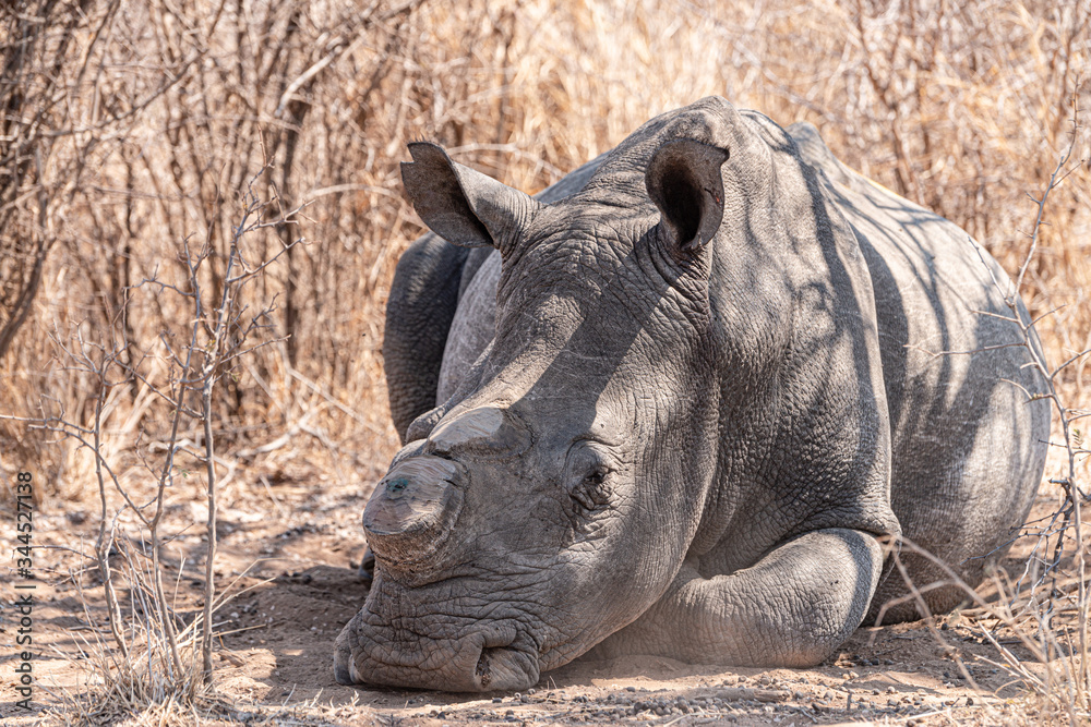 Fototapeta premium Dehorned Rhino in the Hwange National Park, Zimbabwe
