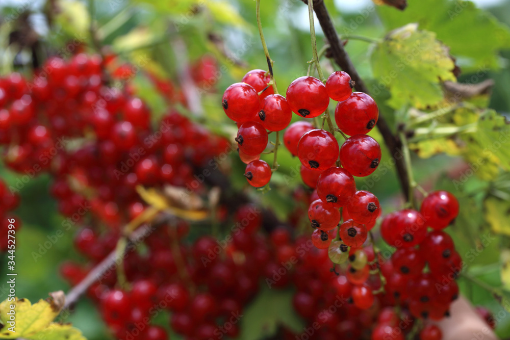 Growing red currant