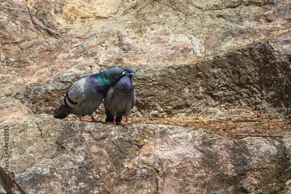 Fototapeta premium pigeon on the rocks