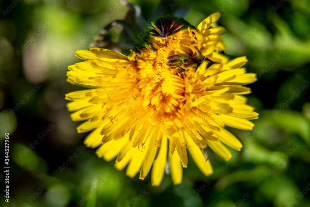 Background of yellow dandelion on green grass Background of yellow dandelion on green grass