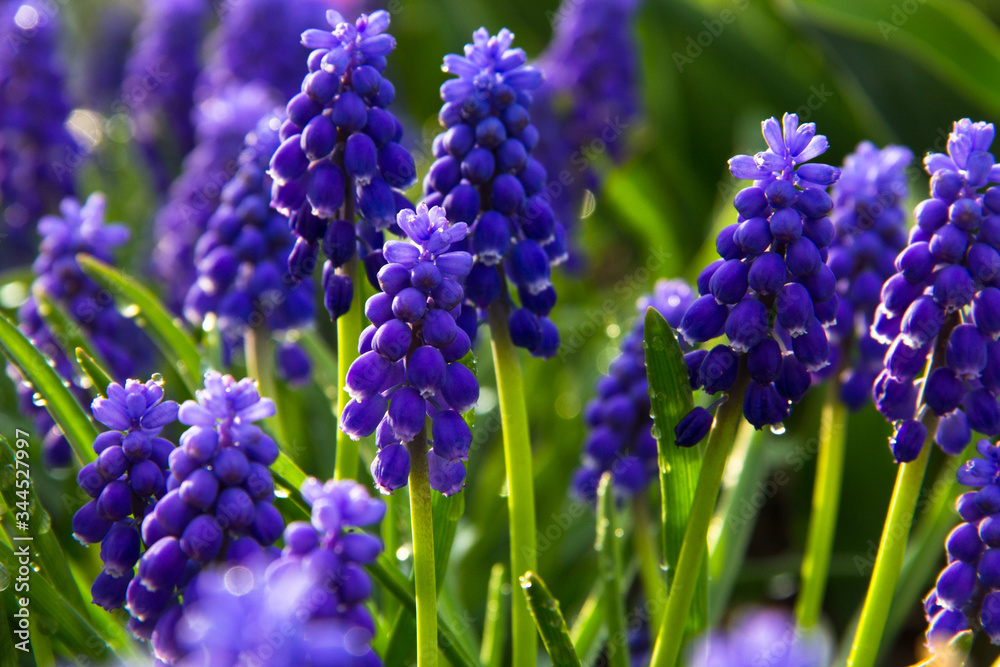 Beautiful spring landscape with blue Muscari flowers. Muscari armeniacum background. Blue flowers blooming in the garden, selective focus, macro. Summer meadow with purple bell-shaped Muscari flowers Beautiful spring landscape with blue Muscari flowers. Muscari armeniacum background. Blue flowers blooming in the garden, selective focus, macro. Summer meadow with purple bell-shaped Muscari flowers