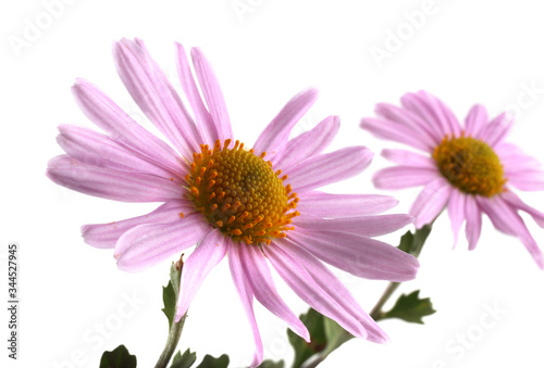 Chrysanthemum flowers