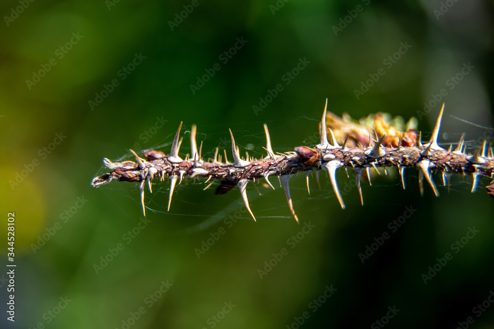 Branch with thorns on green background.