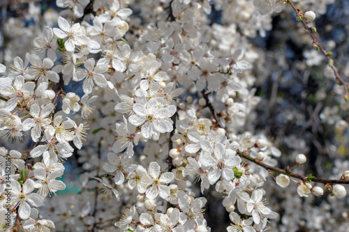 white cherry flowers in spring on a sunny day closeup