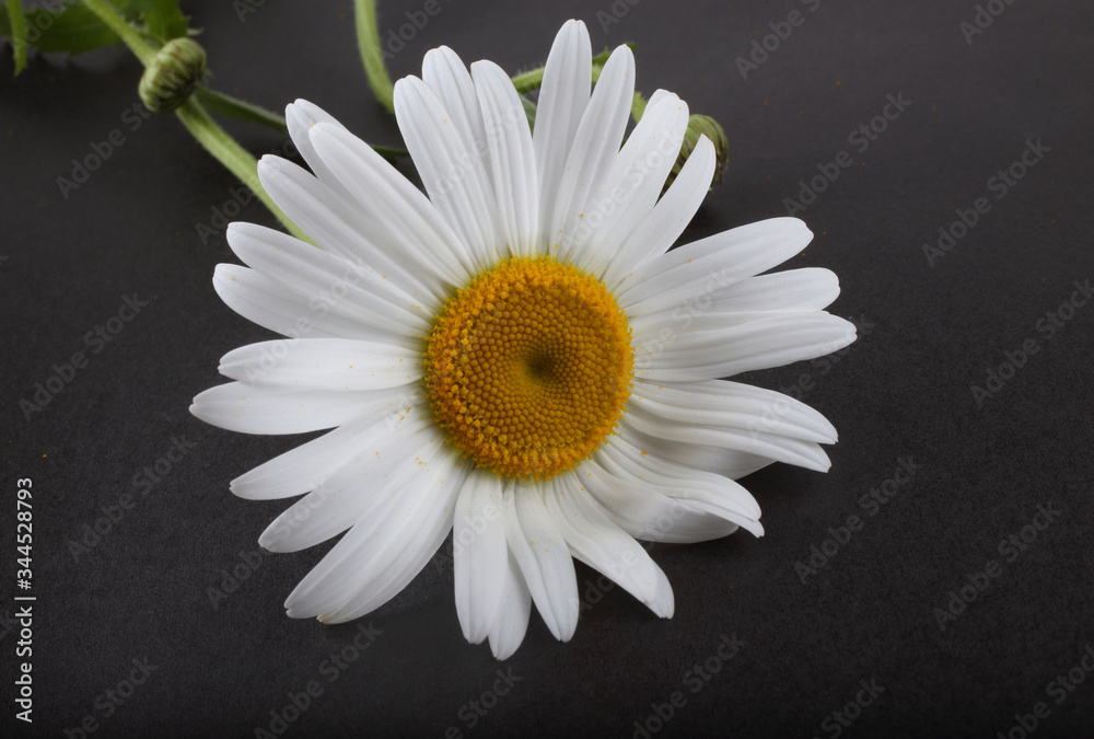 White chamomile on black background White chamomile on black background