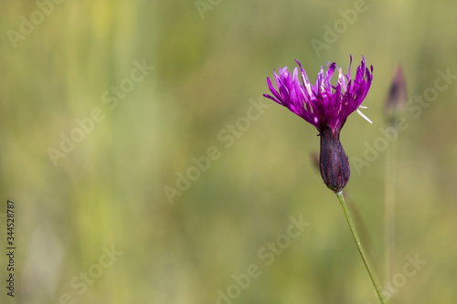 A Purple Wild Flower in Meadow photo