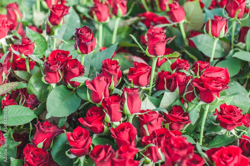 Grand Prix dark red rose bush Grand Prix dark red rose bush